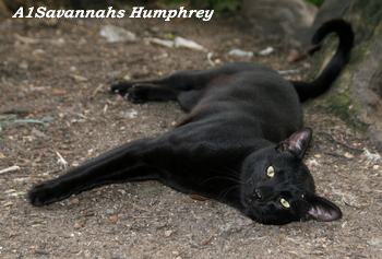 A1Savannahs Humphrey Foto: Camilla Hesby Johnsen